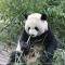 你是头假熊