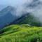 weihong