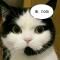 猫不易