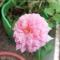 芊芊