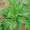 AAAA
