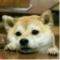 嗷呜