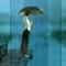 心雨
