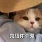 雄鹰看世界