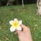 小芳