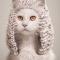 babycat009