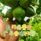 爆香型广东香水柠檬种植户