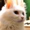 大白天天吃猫粮