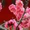 王花花