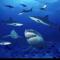 鲨鱼