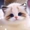 怀中猫猫
