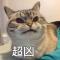 大聪明
