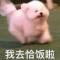 可可爱爱的小胖子。