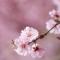 朝花惜时