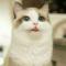 猫咪