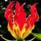 freebornz