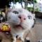 当归
