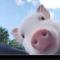 DreamPig