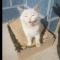 猫吃骨头