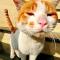 宝马猫