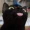 黑猫