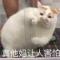 倪霸霸