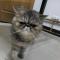 老黑猫