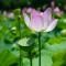 菱茏池耕读子