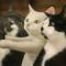 猫哥哥