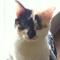 小懒猫猫121