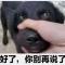 东兰一株雪