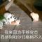 青红造了个白