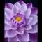 厚德载物