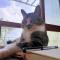 戴白色围脖的猫