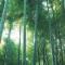 竹林听雨