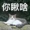 何大宝