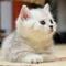 猫咪了喵
