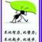 田哥