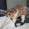 渡鸦12345