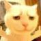 呆萌橘猫