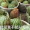 鹏哥