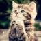 Secret Cat