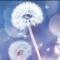 水仙花 Past