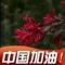 侯鹿