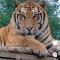 傲慢的上校