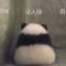 爱吃鱼得猫