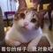 枫舞