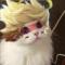 猫猫不会游泳