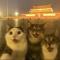 小蜜蜂