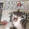 萝卜青菜